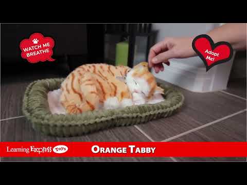 Orange Tabby