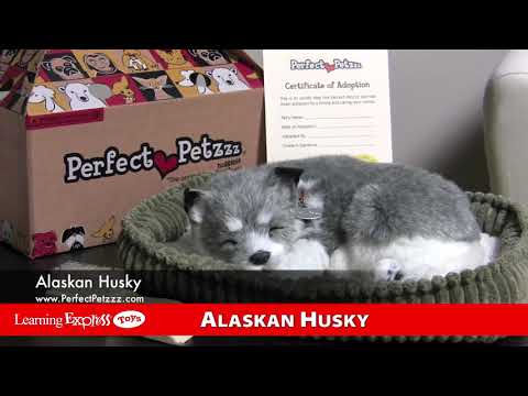 Alaskan Huskey Plush