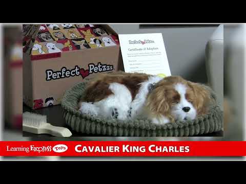 Perfect Petzzz Mini Cavalier King Charles