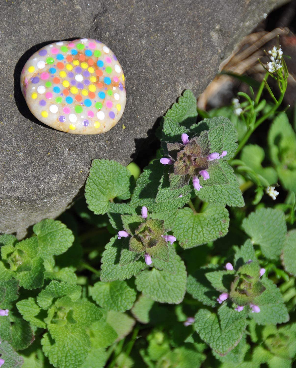 Hide & Seek Rock Painting