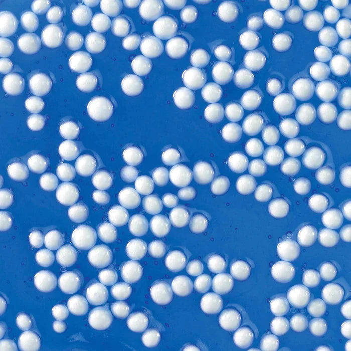 Crazy Aarons Crackl'n Kracken 4 Inch Tin