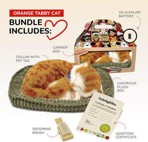 Orange Tabby