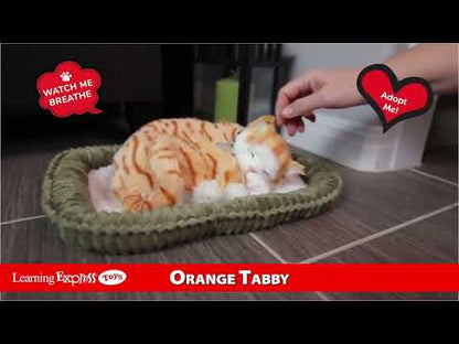Orange Tabby
