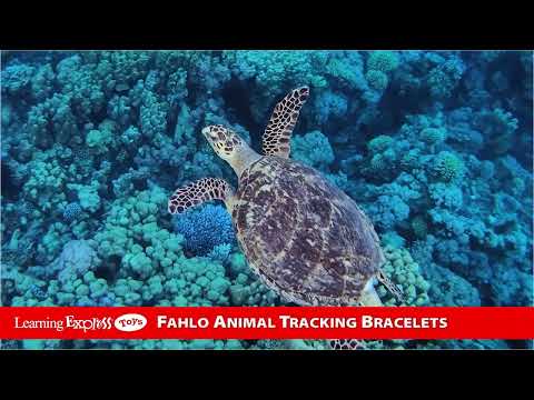 Crystal Blue Sea Turtl