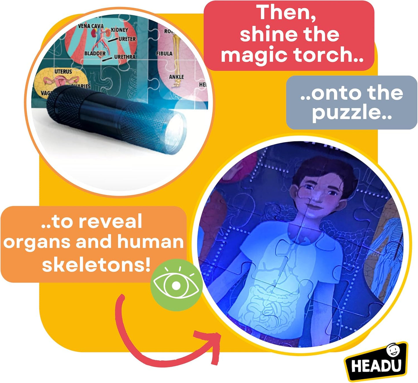 Human Body Under X-Ray