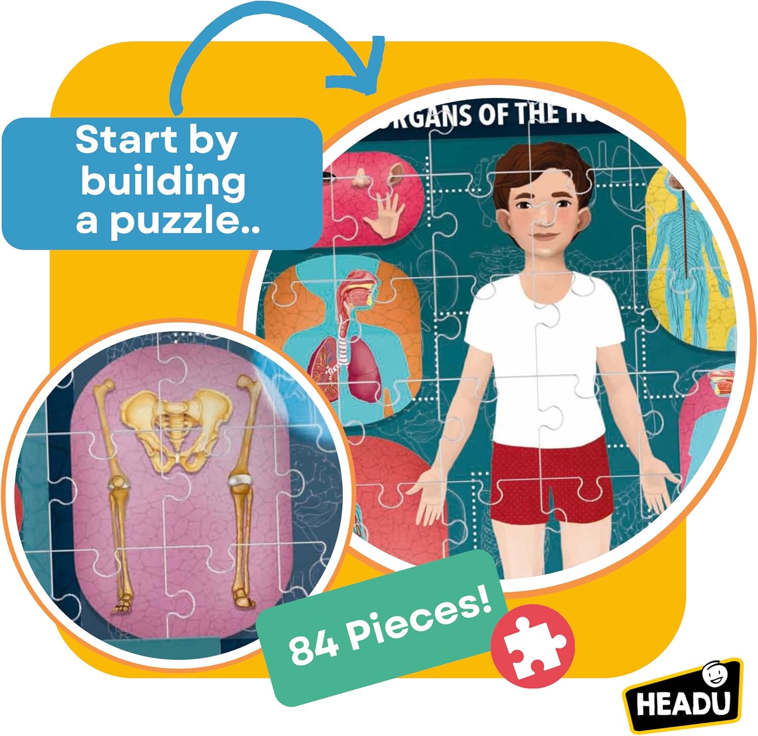 Human Body Under X-Ray