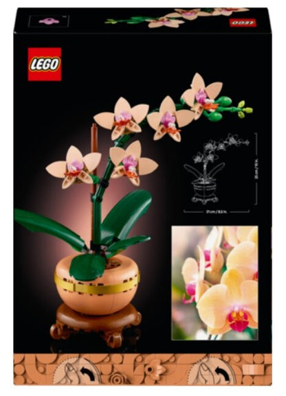 Mini Orchid